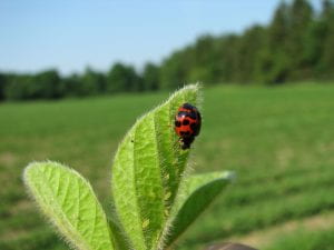 This is a photo of the multi-colored lady beetle feeding on soybean aphids