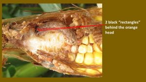 This is a photo of western Bean Cutworm larvae feeding a ear of corn