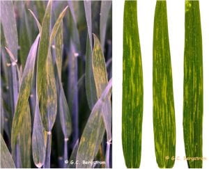 haracteristic symptoms of wheat spindle streak mosaic on wheat flag leaves at boot stage (A) and close-up of spindle streaks (B
