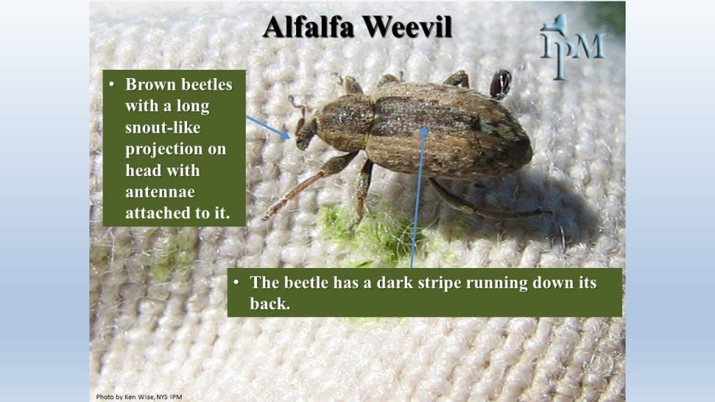 This is a photo of alfalfa weevil. They have a snout and a dark strip down their back
