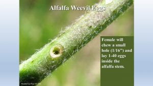 This is a photo of the hole alfalfa weevil chew a hole in a stem to lay eggs.
