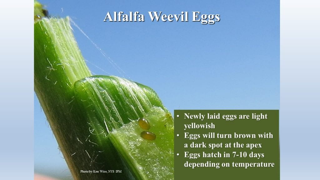 This is a photo of alfalfa weevil eggs.
