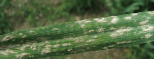 photo of powdery mildew on wheat