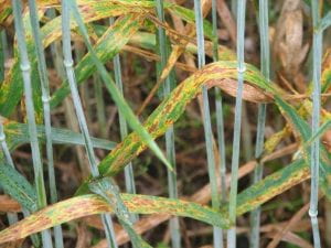 photo of Stagonospora Leaf Blotch on wheat