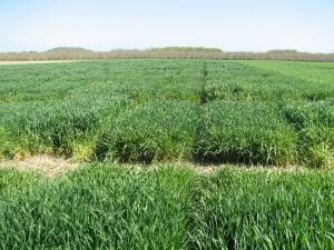 Photo of triticale trials in the Hudson Valley