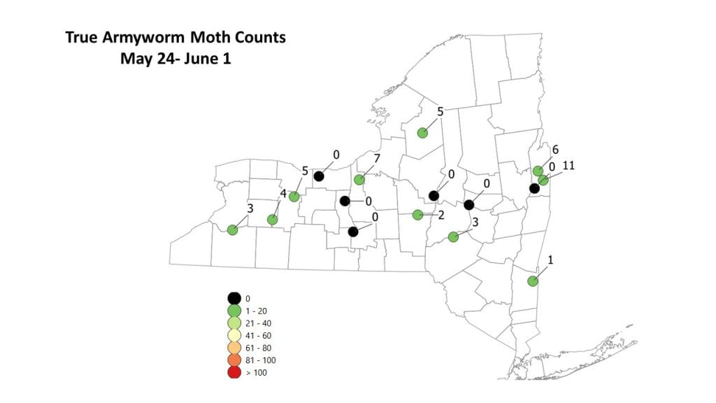 This is a map of true armyworm captures for May 24-June 1