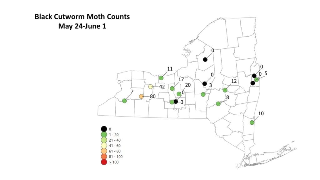 This is a map of black cutworm captures for May 24-June 1