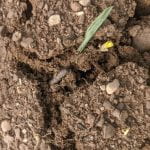 This is a photo of black cutworm damage to emerging corn.