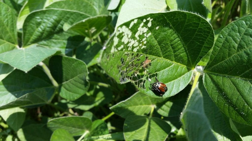 This is a photo of Japanese beetles and damage on soybean