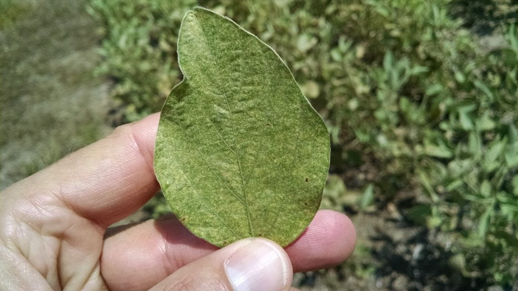 This is a photo of Spider mite damage on soybean