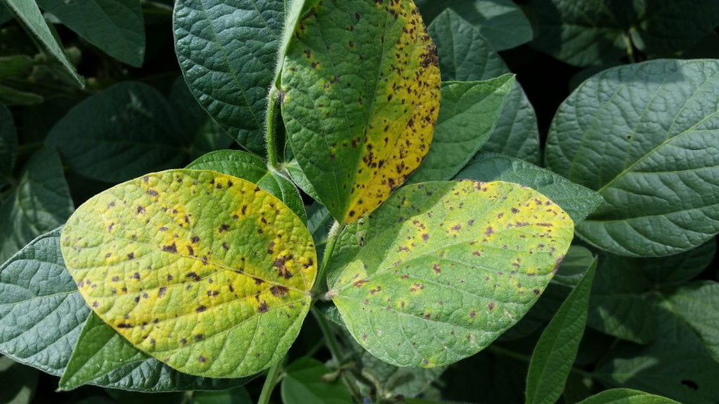 This is a photo of Septoria brown spot on soybean 