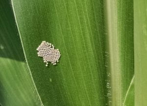 This a photo of Western Bean Cutworm Eggs (Photo by Mike Hunter-CCE)