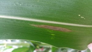 this is a photo of Northern corn leaf blight lesion (photo by J. Cummings, NYS IPM)