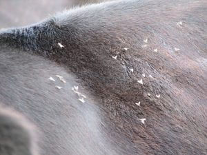 This is a photo of horn flies on the back of cattle