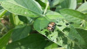 Japanese beetles and damage on soybean