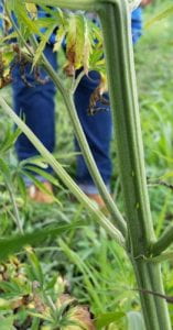 Photo of Potato leafhoppers on hemp 