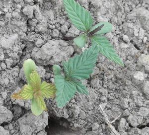 This is a photo of hemp damping off 