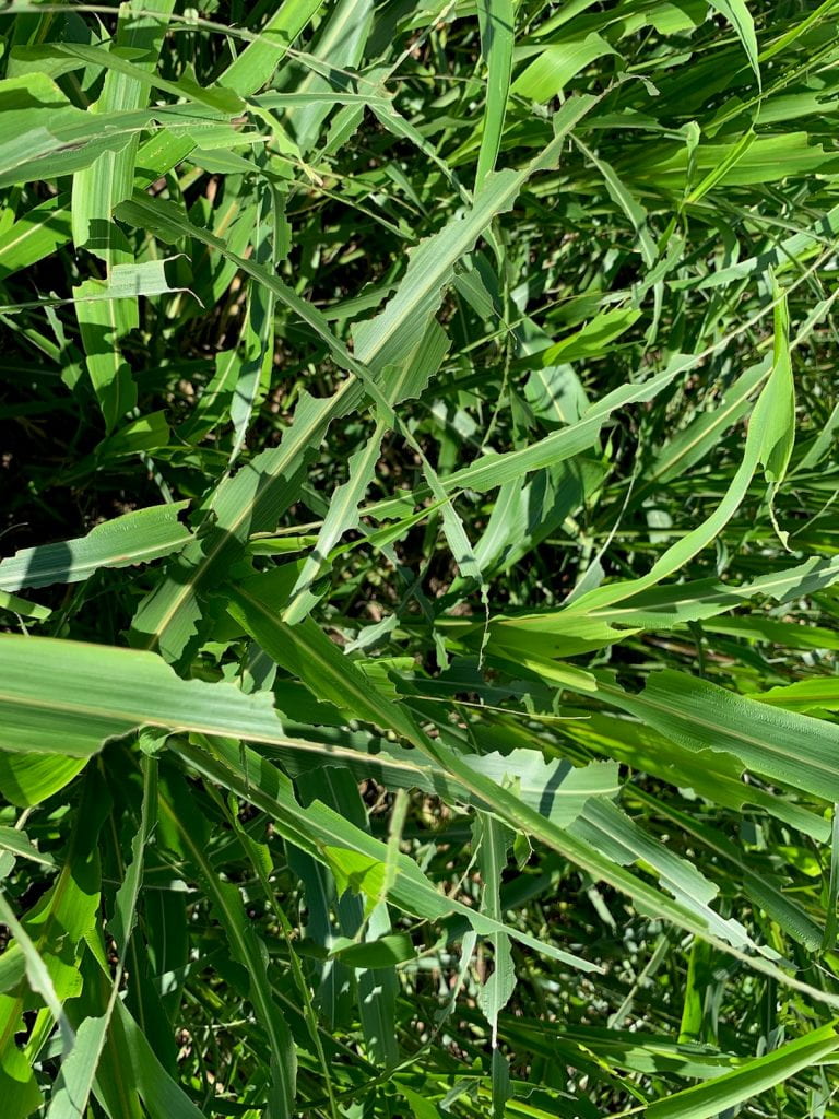 This photo of armyworm damage to sorghum-sudan grass