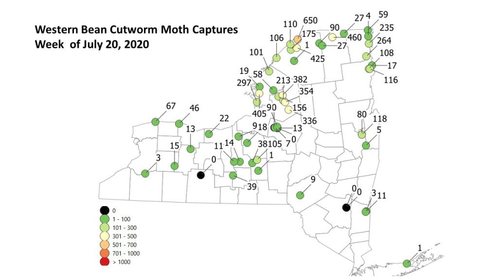 This is a map of the number of moths caught in each trap by location in New York State for the week of July 20 2020