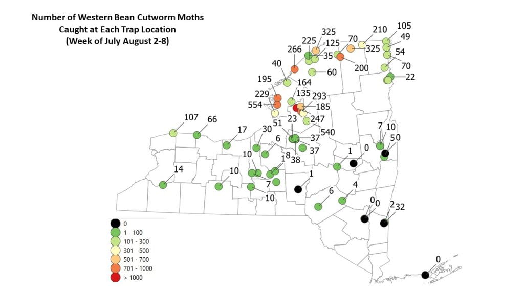 This is a map of the number of moths caught in each trap by location in New York State for the week of Aug 3, 2020