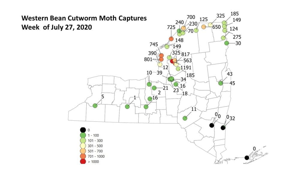 This is a map of the number of moths caught in each trap by location in New York State for the week of July 27, 2020