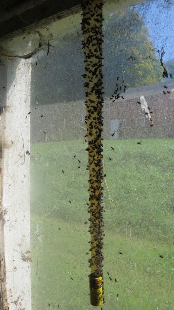 This is a fly glue strip full of house flies in a window of a dairy barn