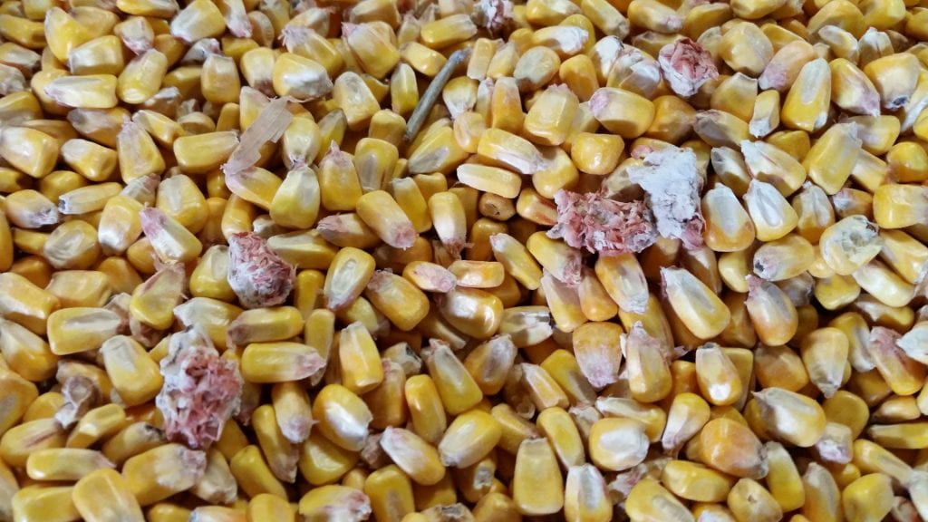 Corn Grain