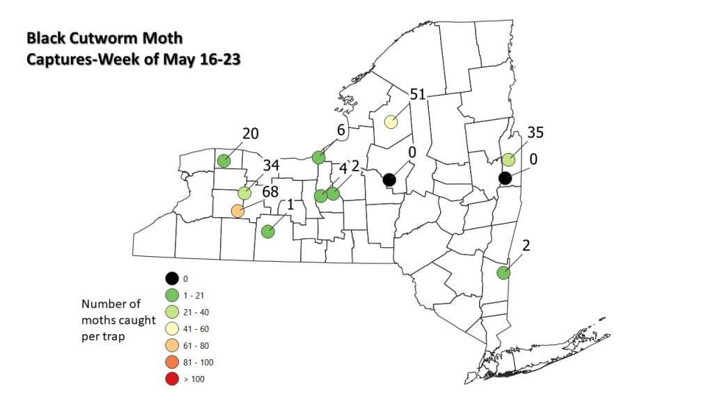 This is a photo of the black cutworm moth captures in pheromone traps by location across New York 