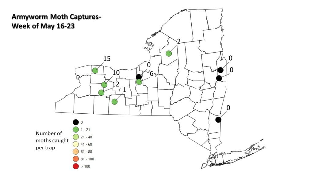 This is a photo of the true armyworm moth captures in pheromone traps by location across New York 