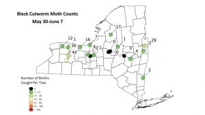 This is a map of black cutworm moth capture counts by locations in the state of New York