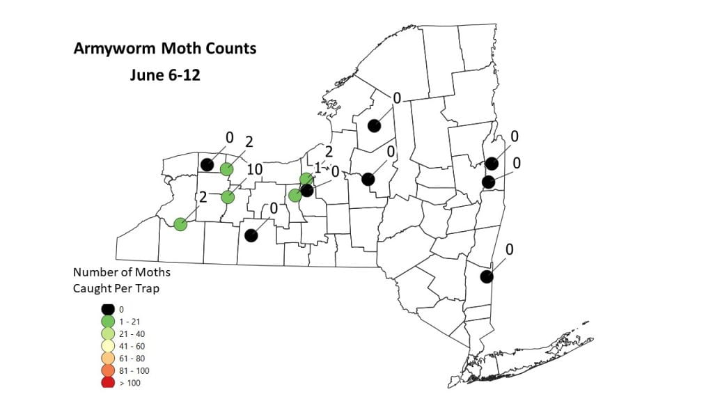 This is a map of true armyworm moth capture counts by locations in the state of New York