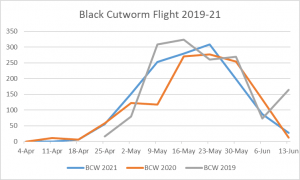 This is a graph of the black cutworm flights from 2019-2021