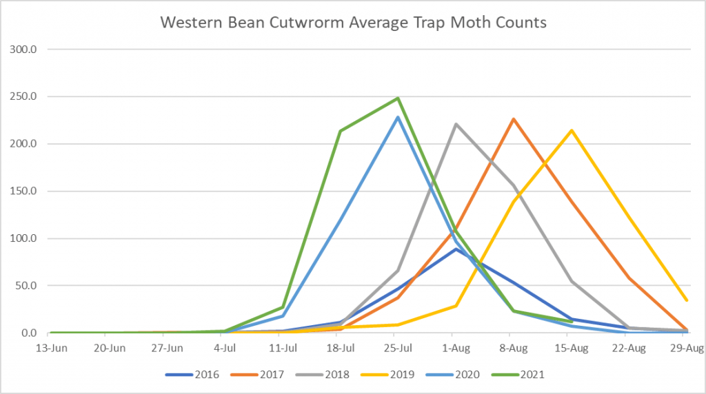 This is a graph of the  average number of moths caught in pheromone traps by week. Peak flight was the last week in July