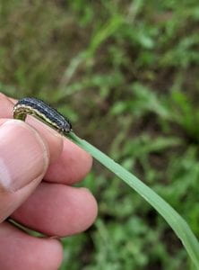 This is a photo of fall armyworm on a blade of grass