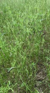This a photo of fall armyworms feeding on alfalfa. There are only stems left and no leaflets. 