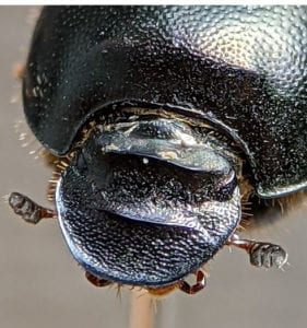 This is a photo of a dung beetle head