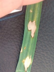 This is a photo of Alternaria leaf spot in wheat. It has bleached out irregular lesions with a border that is a brown thin line. 