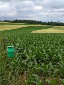 This is a photo of a green pheromone trap bucket next a corn field. It is used to monitor several different species of pests. 