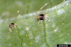 This is a photo of 2 tiny spider mites on a soybean 