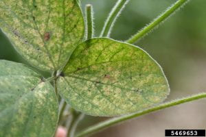 This is a photo of spider mite damage on soybean leaves.. It has little specks of yellow the full length of the leaf