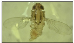 African fig fly, Zaprionus indianus