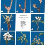 Pear Phenology Stages