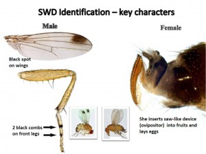 SWD Identification using key characteristics.