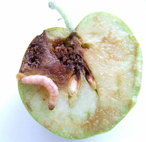 1st generation codling moth larva and fruit injury with seed feeding.