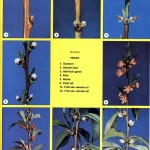 Peach Phenology Stages