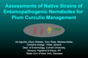 Assessments of Native Strains of Entomopathogenic Nematodes for Plum Curculio Management