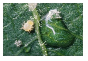 1st instar psylla nymph