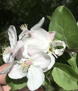 2011 Lep. larval feeding to apple blossoms (arrow).