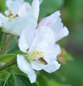 European apple sawfly egg laying during bloom