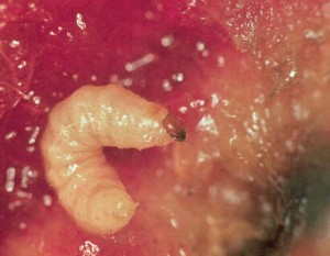 PC larva in peach